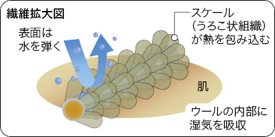 繊維拡大図：スケール（うろこ状組織）が熱を包み込む、表面は水を弾く、ウールの内部に湿気を吸収する